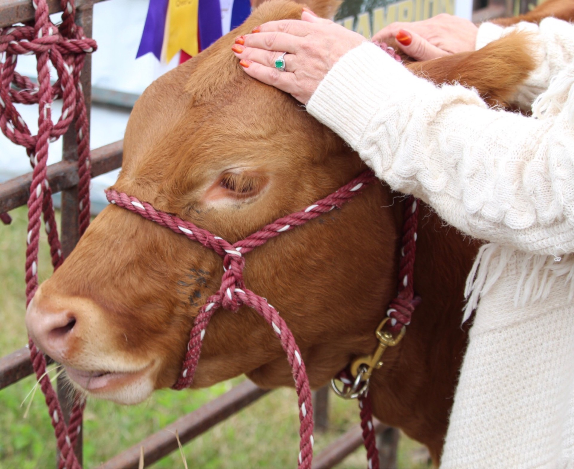 Reiki for animals