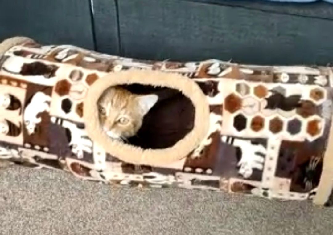 ginger Cat peaking out of toy tunnel